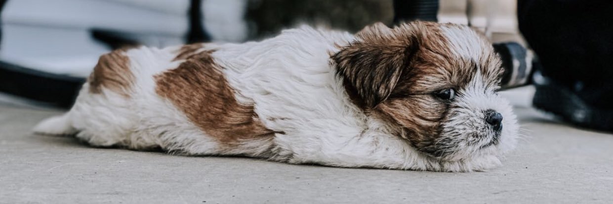 leelee. banner