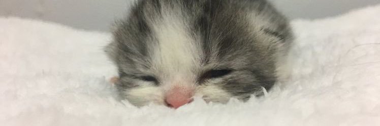 nogurt_p's profile banner image