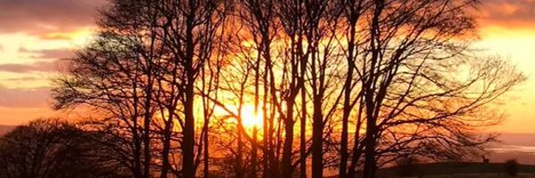 TreeFrontiers Profile Banner