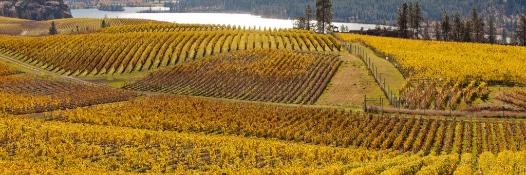 The Heart of Wine Country banner
