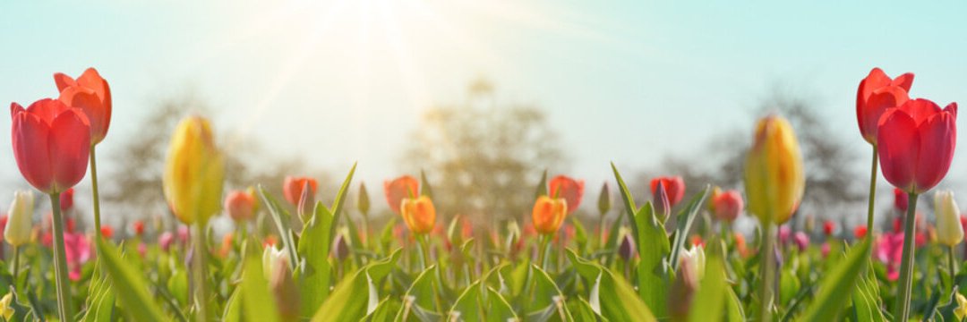 James Glandon, Jr. Ⓥ (jamesglandonjr.bsky.social) banner