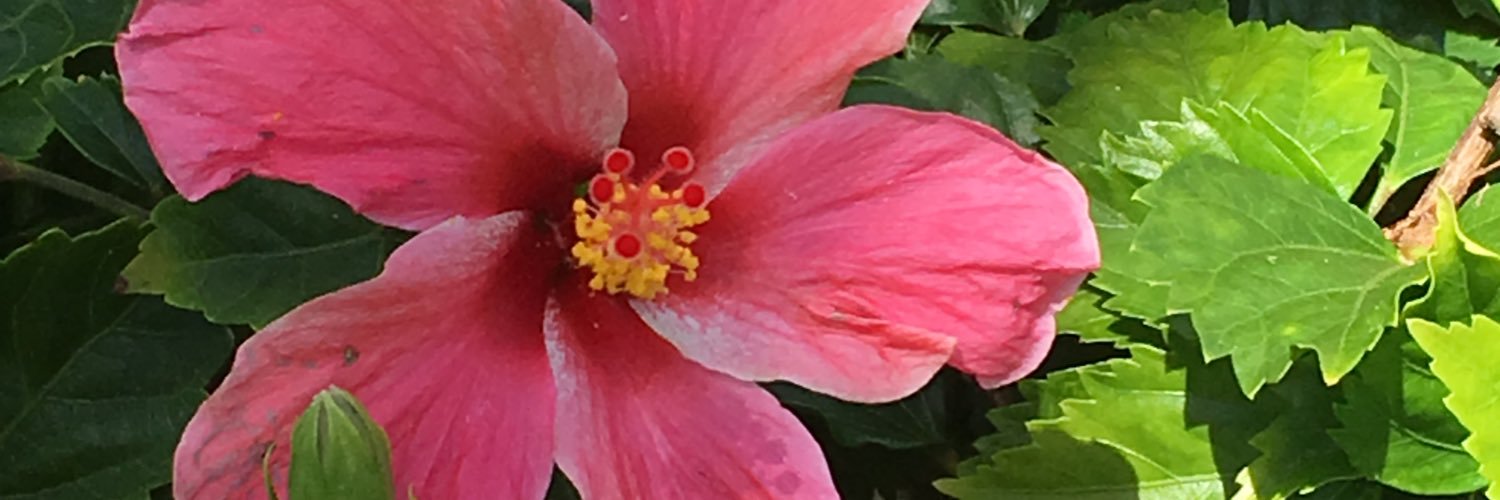 sereneab18's profile banner image
