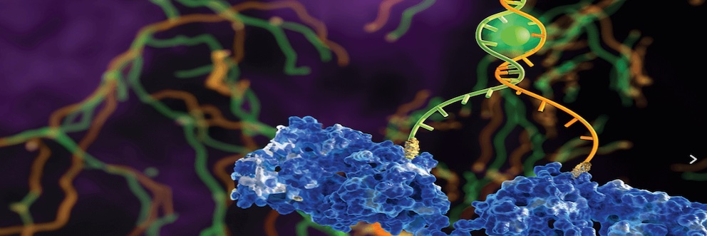 Alessandro Bertucci banner