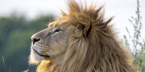 BeardedGr8ness's profile banner image