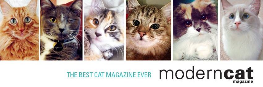 Modern Cat Magazine banner