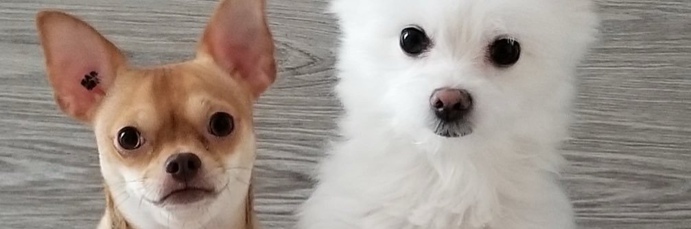 Pengasaurus2's profile banner image