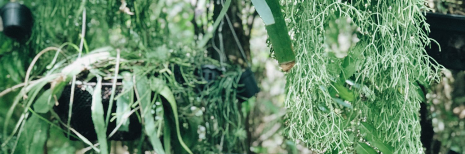 ccattaly's profile banner image