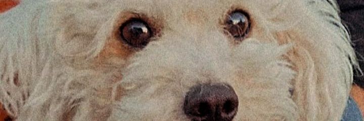 BrenGalloo's profile banner image