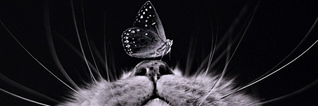 MisterStephon's profile banner image
