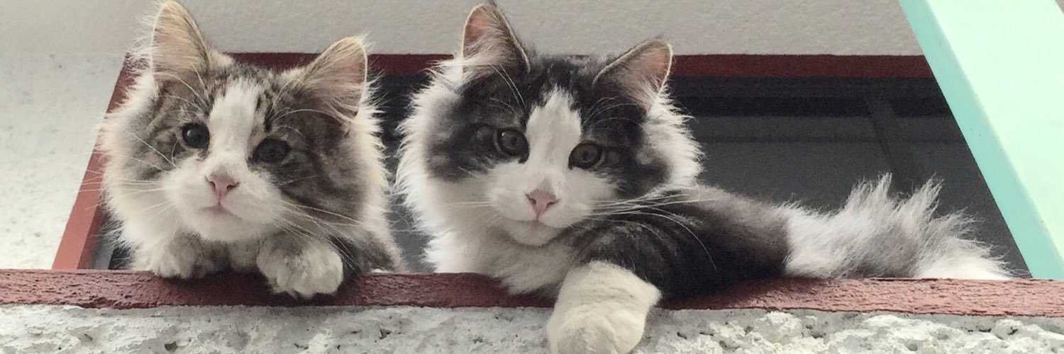 María Elena Llanos banner