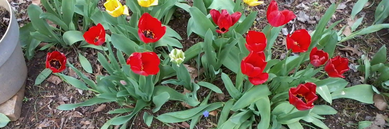 Deborah J B Davis banner