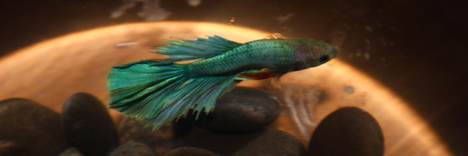 Rhmh~˶° 3 °˶~🫧 banner