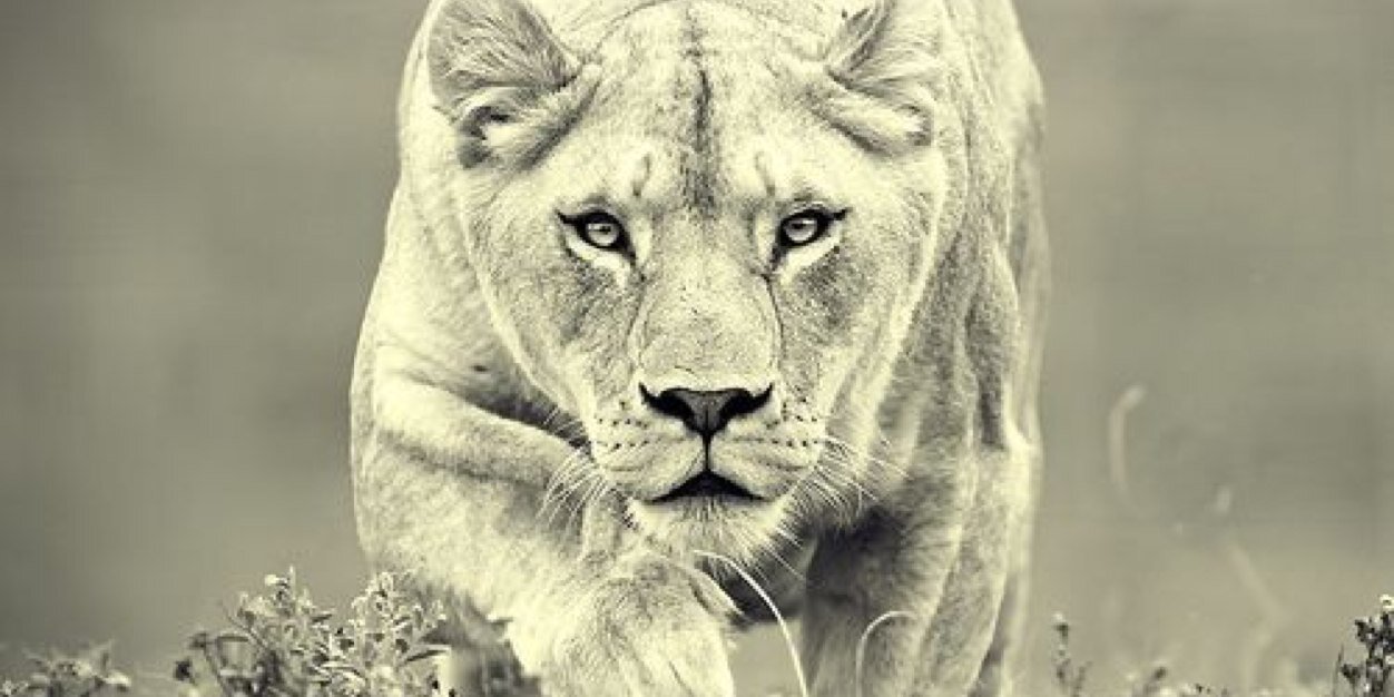 naturallyCline's profile banner image