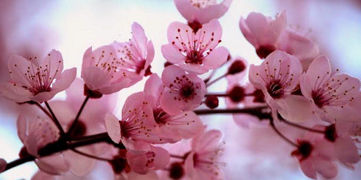 send2sruti's profile banner image