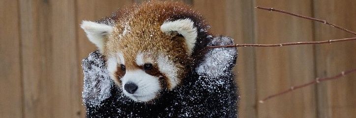 Zaphyrex's profile banner image