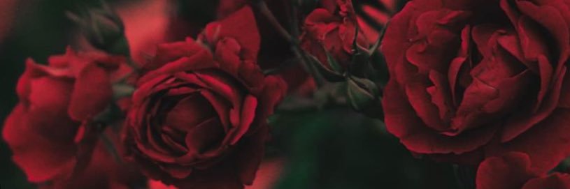 pinkyj28's profile banner image