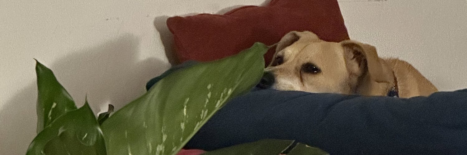 merrylira's profile banner image