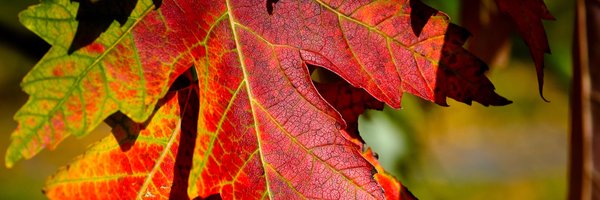 treesgroup Profile Banner