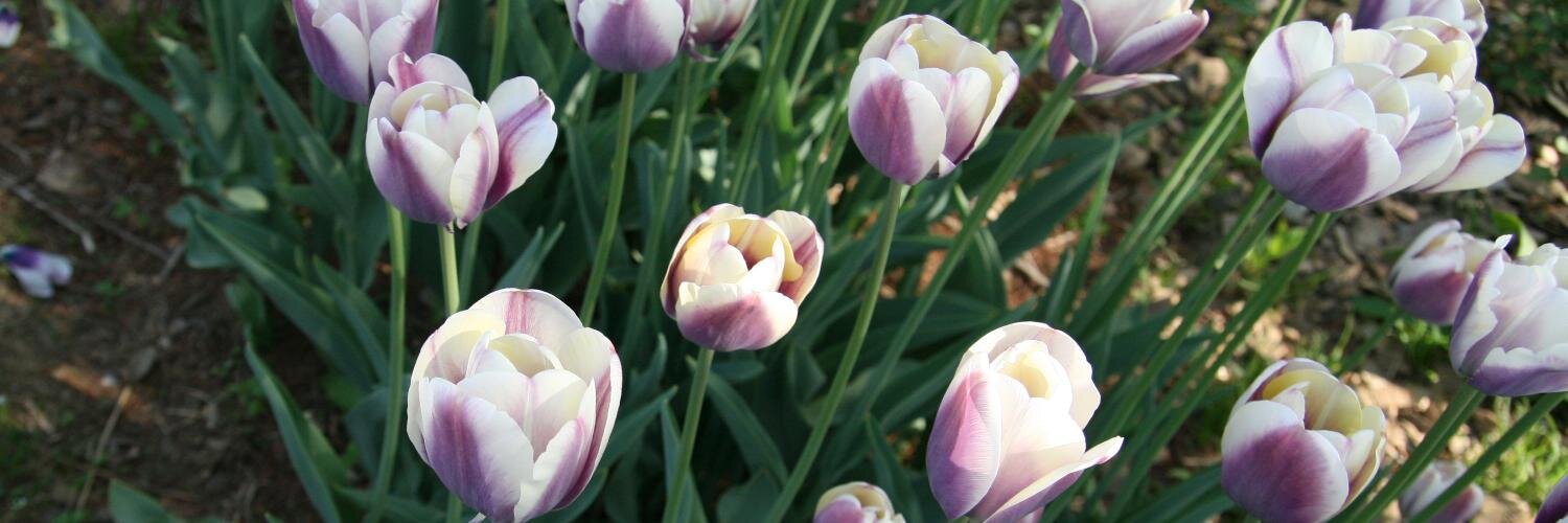 YoungRock Choi banner