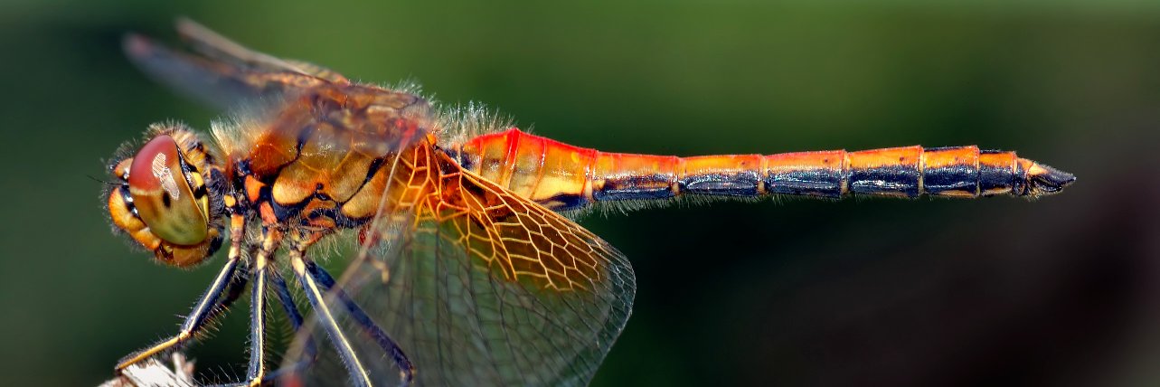 AntMillington's profile banner image