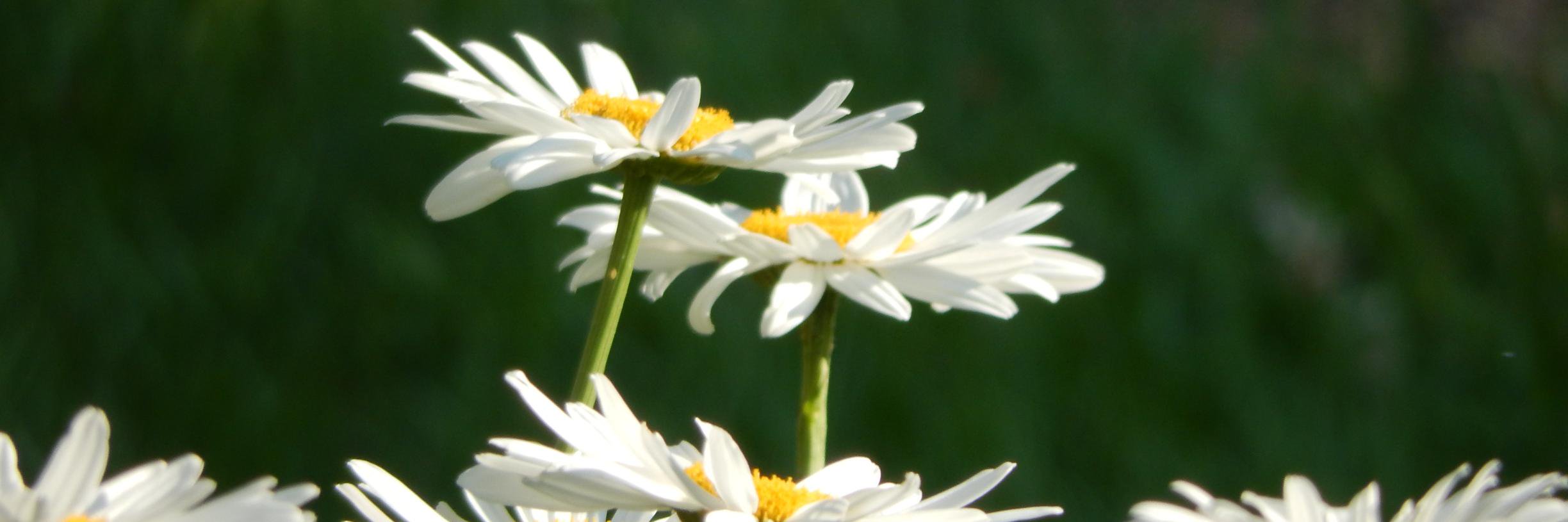 KitsyMiss's profile banner image