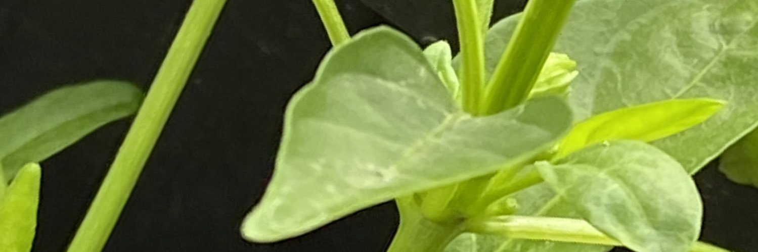 TopcakBBB's profile banner image