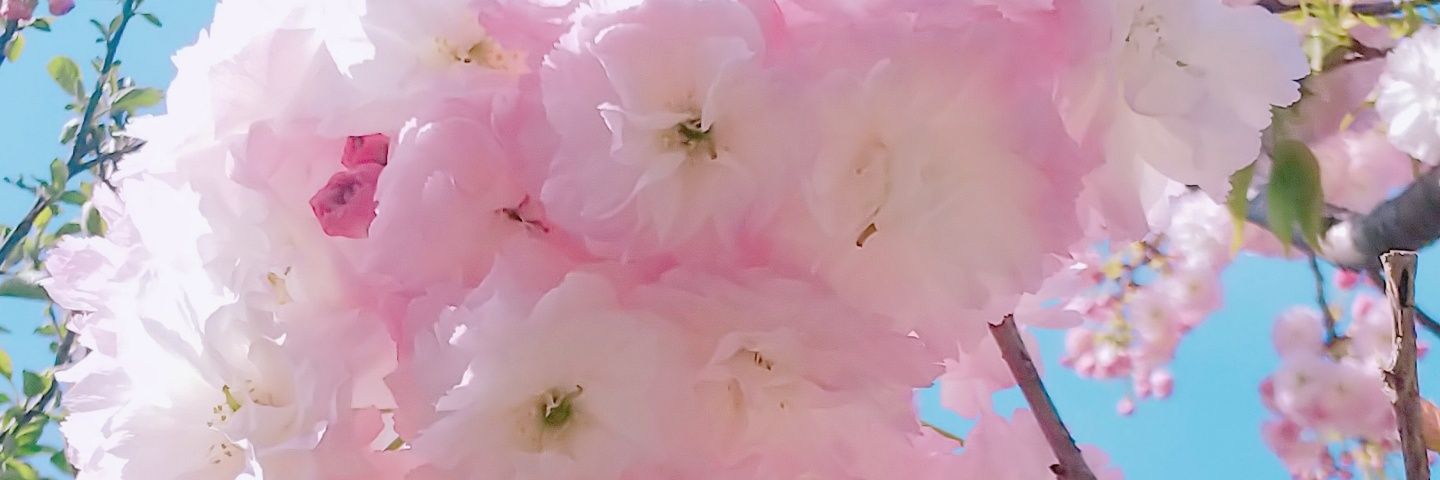 roukoku_ed's profile banner image