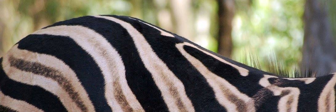 Hannah Brooks banner