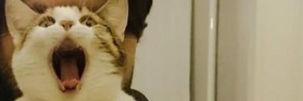 subnonsense Profile Banner