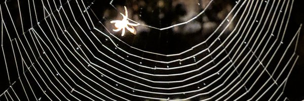 MaureenBug Profile Banner