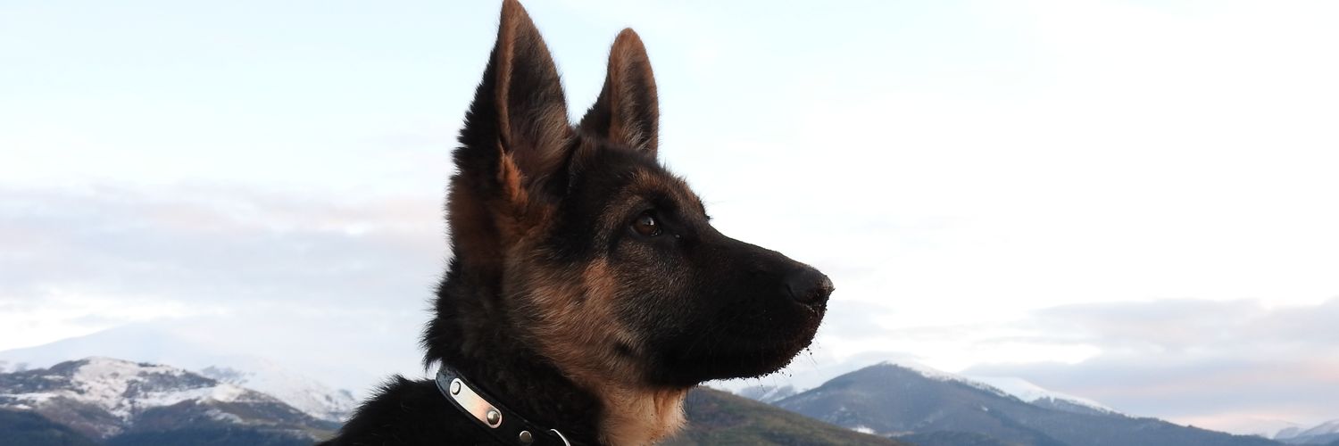 allende_w's profile banner image