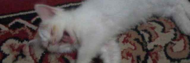 missdheyy's profile banner image