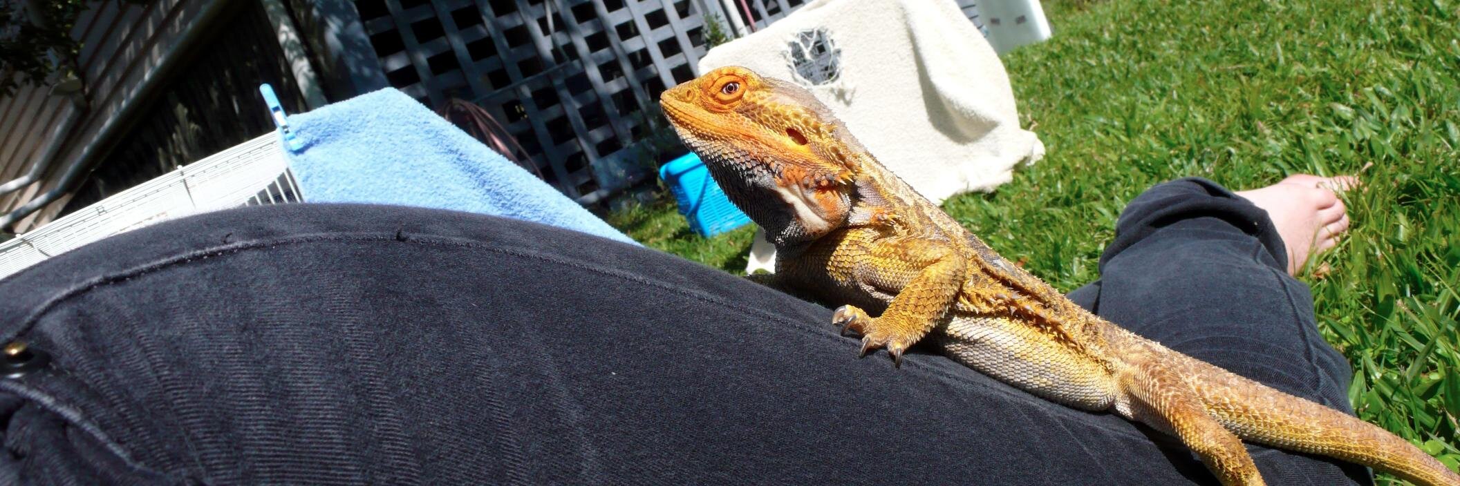 Agamid's profile banner image