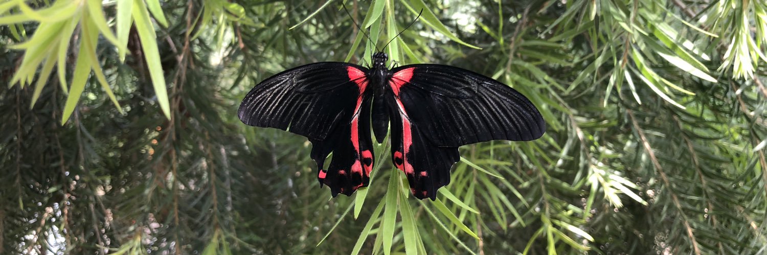 🇺🇸🇺🇸BigPapa 🇺🇸🇺🇸 banner