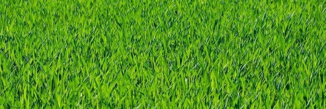 IrmaGroen's profile banner image