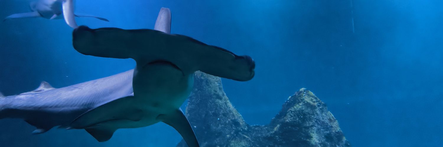 ploupe 🐙 banner