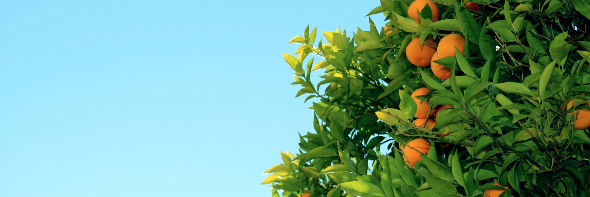 FruitspotCo's profile banner image