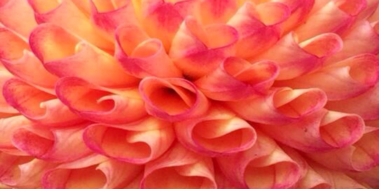 bergennestler's profile banner image