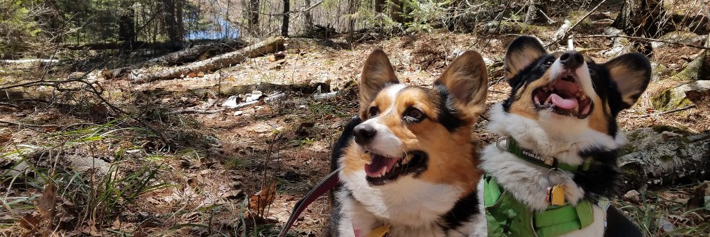 Bristly Bill, Alpine Houndmaster banner