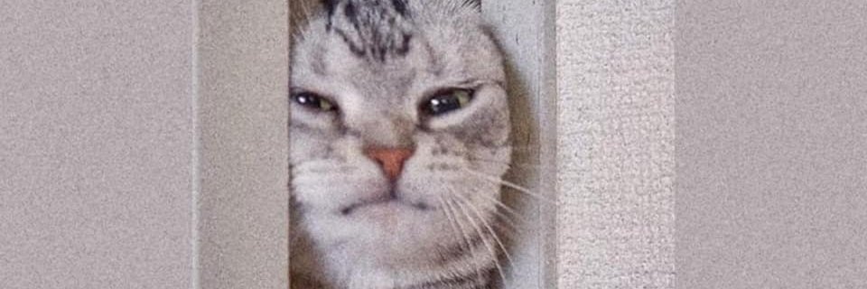 RirinDesu's profile banner image