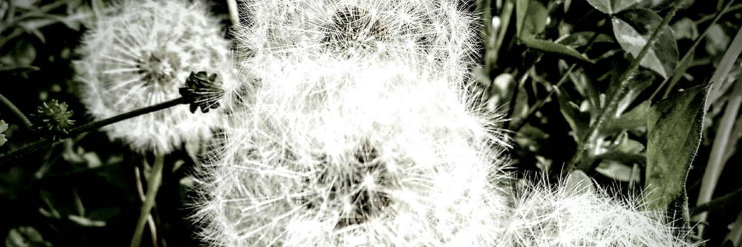 S_Vercellone's profile banner image