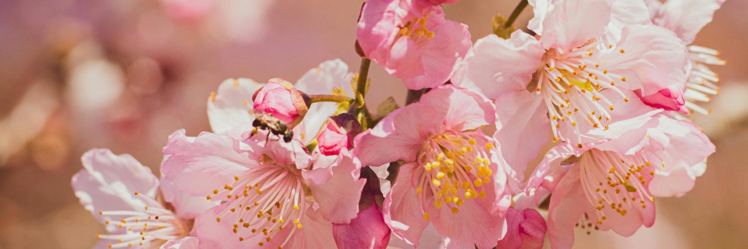 nmacryni's profile banner image
