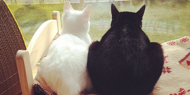 dianadigomes's profile banner image