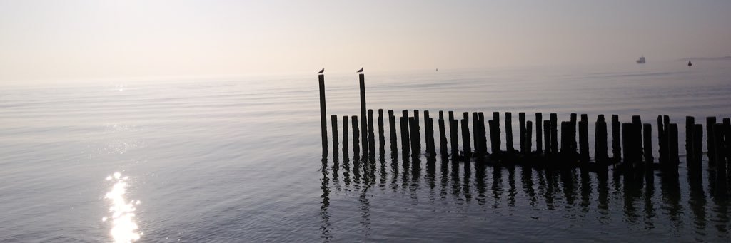 nvp🥬🌏🇪🇺🇧🇪 banner