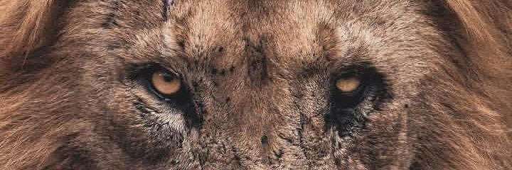 Jlvcat's profile banner image