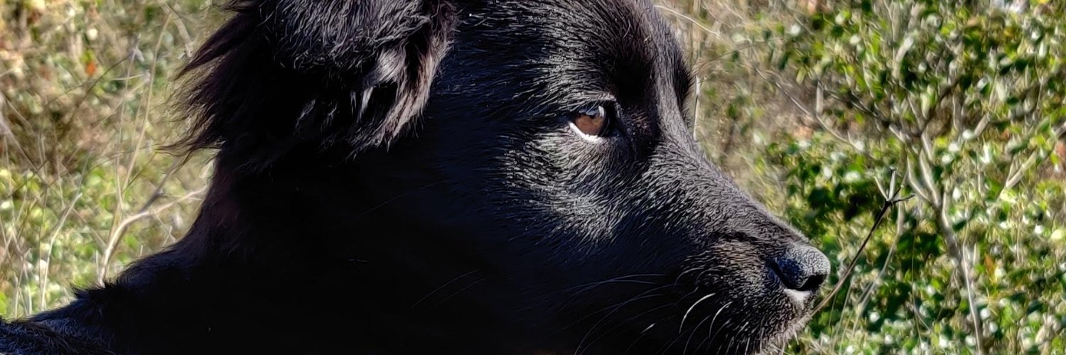 apavlinovic's profile banner image
