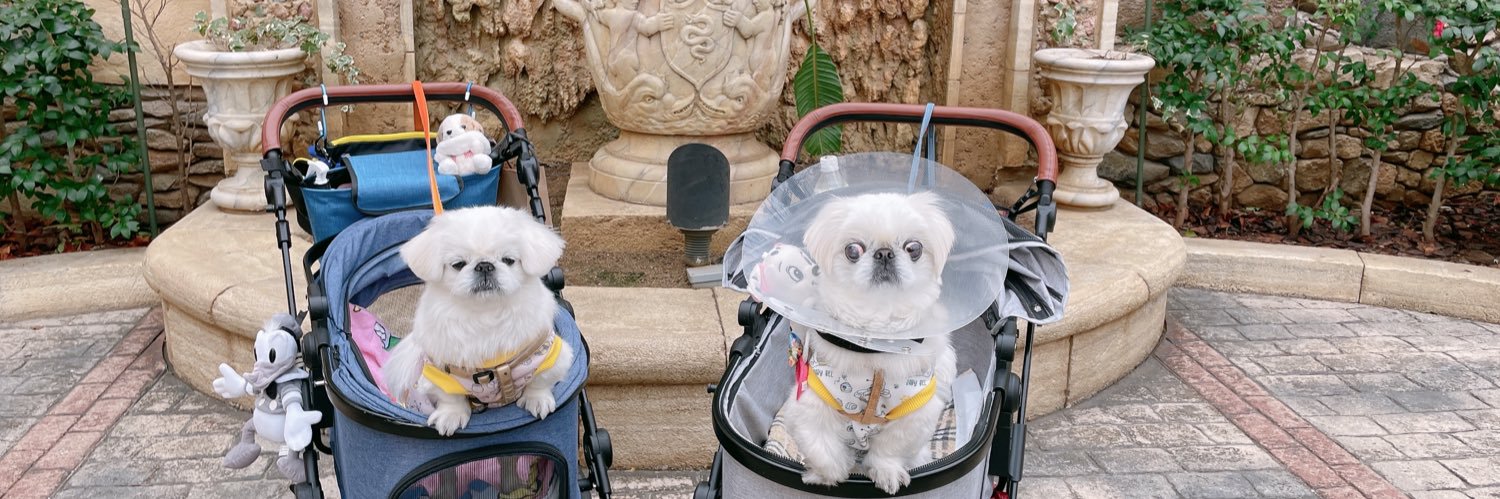 みゆ吉˙ᵕ˙ペキニーズ🧡 banner