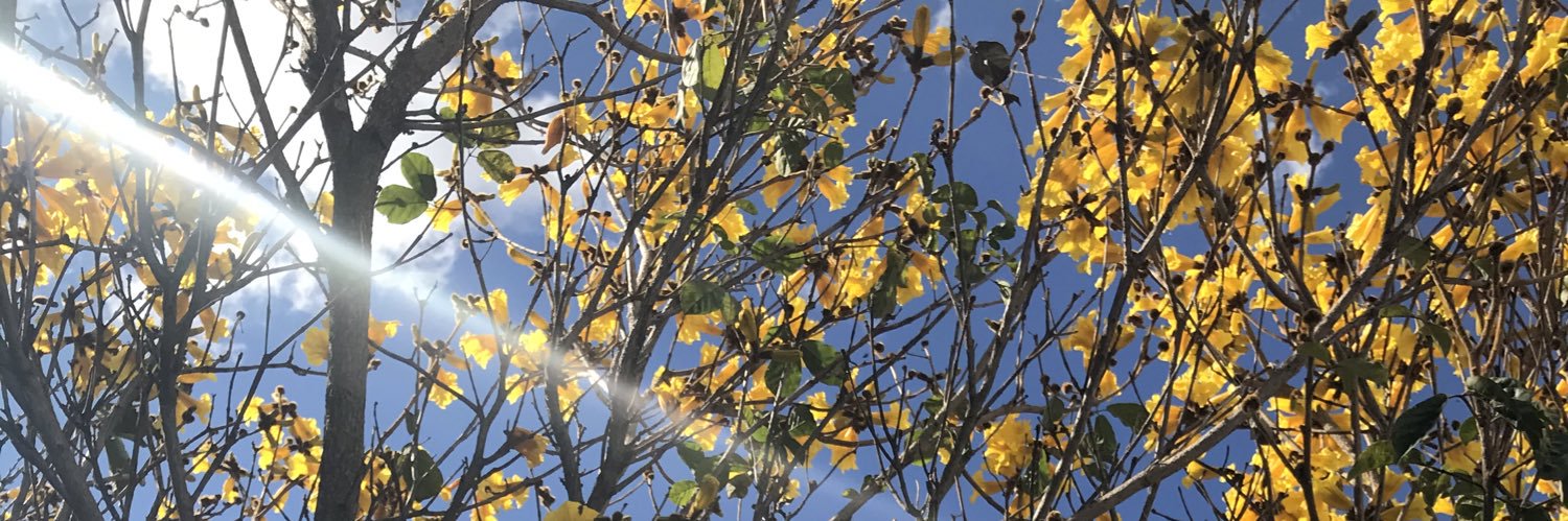 queridodg's profile banner image