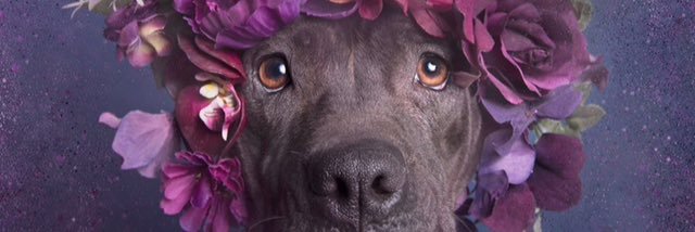 Aimee_Finegan's profile banner image