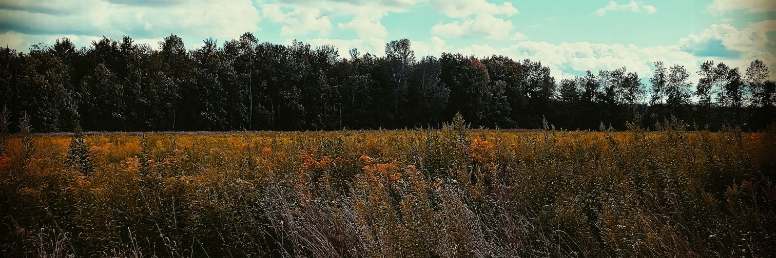 Miranda Leiggi UPDATES ONLY banner